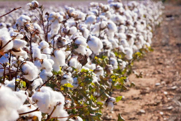 Cotton farmers earn over US$3 million  The Zimbabwe Mail
