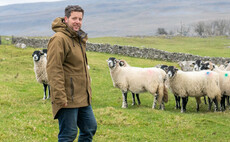 Sheep special: Disease management protocol delivers lameness improvement   