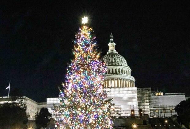 West Virginia Norway spruce to become US Capitol's Christmas tree