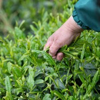 ChineseToday | Tea farmers bring aroma from deep mountains to urban customers
