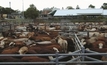 King Island a step closer to new abattoir