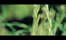  Herbicide resistance testing could be worthwhile when buying new land. Picture courtesy WA Department of Agriculture.