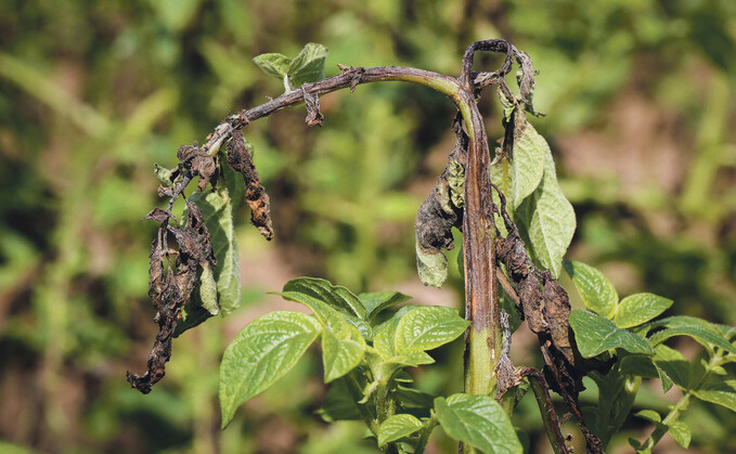 UK potato growers urged to look for alternative to blight fungicides