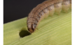 Growers should be on the lookout for fall armyworm, which are causing significant damage to sorghum crops in southern and central Queensland.  Image courtesy GRDC.