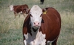 Beef industry lowers environmental impact