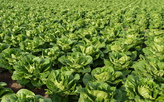 Extended heatwaves and drought conditions put UK salad growers to the test