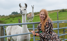 Well-dressed llamas turn farms fortunes around