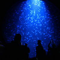 SINGAPORE-JELLYFISH