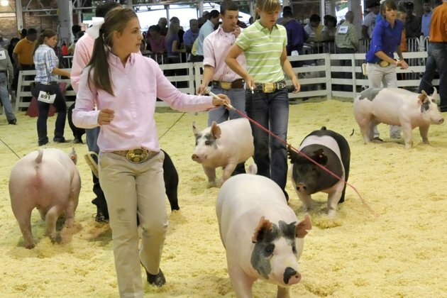US Pork Industry Cancels Convention Over African Swine Fever Fears