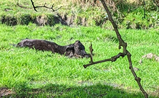 The RSPCA said a member of the public had spotted the calf struggling to escape from a muddy bog in the Chatterley Parkway area (RSPCA)