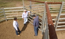 Cattle-whispering the key to yard design