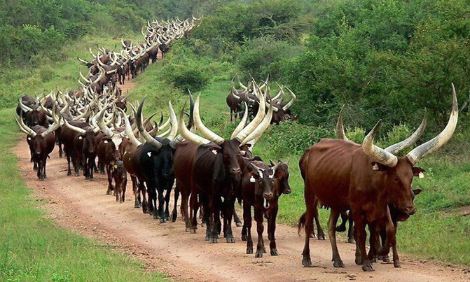 New foot and mouth disease discovered in Ankole calf New foot and mouth disease discovered in Ankole calf