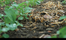 Oilseed rape off to a strong start, but CSFB is on its way