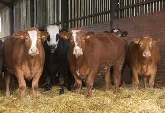 Fierce competition for prime beef sees prices 'soar' despite reduction in UK cattle numbers