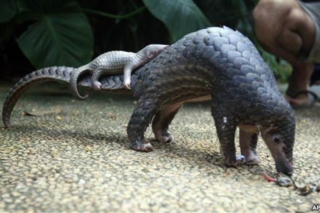 Don't Catch Them All, Warn Pangolin Protectionists