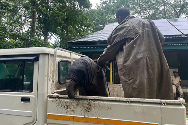 Elephant calf reunited with mother in Kaziranga after forest staff rescue