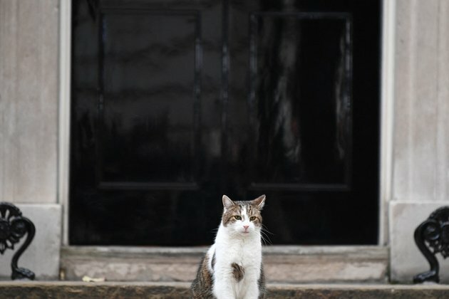 PM Johnson&#039;s game of cat and mouse over soon Chief Mouser