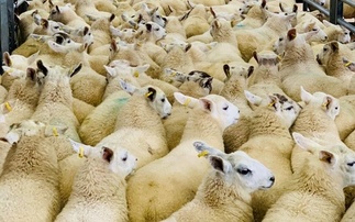 Sheep meat production forecast to increase in 2025