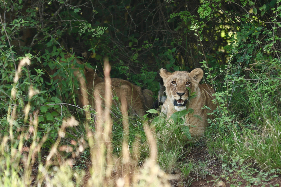 KENYA-WORLD WILDLIFE DAY-ANIMALS
