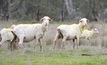  WA tertiary students are urged to apply for scholarships for sheep research funding. Picture Mark Saunders.