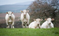 Partner Insight: Keeping rumen pH right with Maxammon at Thrunton Pedigrees