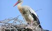 Stork to soar with Shell over Southern North Sea