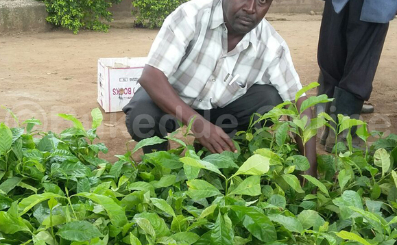 Omu ku balimi ng'alaga endokwa z'emmwaanyi ezimuweereddwa Omu ku balimi ng'alaga endokwa z'emmwaanyi ezimuweereddwa