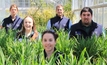UWA students shine at Australian crops competition