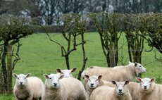 Sheep farmers advised to remain vigilant against risks to overwintered lambs 