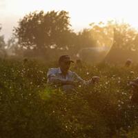 Mideast in Pictures: Jasmine harvest in Egypt