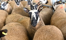 Pregnant ewes stolen from farm during height of lambing season