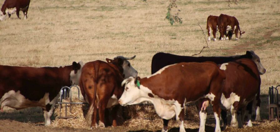 As conditions dry, graziers can use various tools to decide whether to destock, feed or agist livestock.