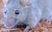 Mice could be a potential issue in WA this season. Image courtesy GRDC.
