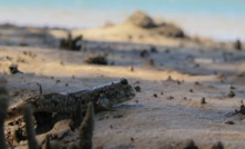  Eramurra mudskipper