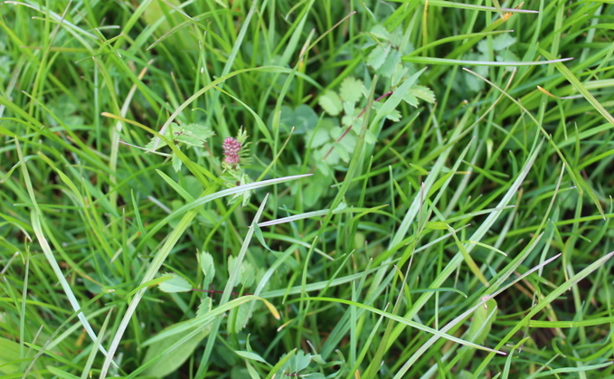 Herbal ley course launched to guide farmers with varieties, establishment and maintenance
