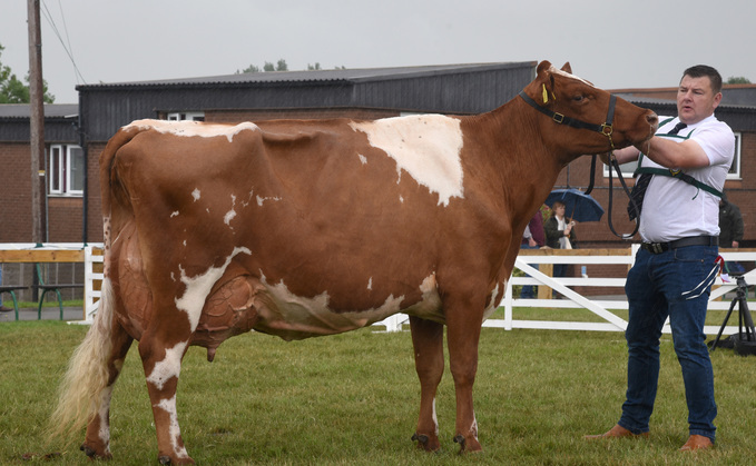 Inter-breed champion and Dairy Shorthorn champion, Churchroyd Bronte Wildeyes from the Collin family, Dewsbury.51 from the 