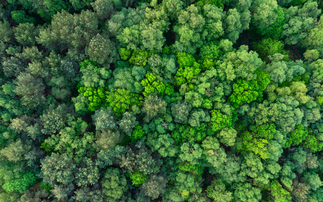 Revenues for Nature: GFI backs investment initiatives designed to unlock $200m for nature restoration