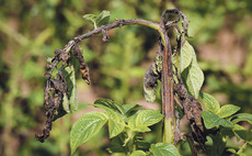 New late potato blight strain highlights over-reliance on single actives