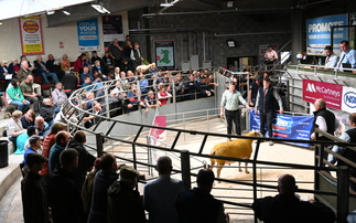 NSA Wales and Border early ram sale sees highs of 3,500gns