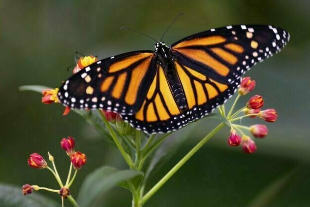Ambitious changes to Canadian conservation law are needed to reverse the decline in biodiversity