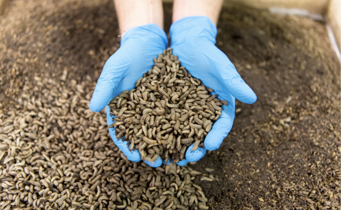 The insect larvae is converted into a feed for chickens and cattle | Credit: Better Origin