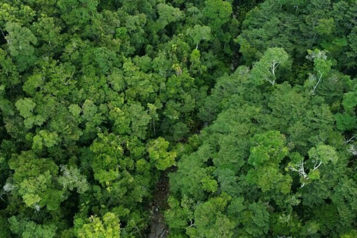 Some tropical trees cool their leaves to survive the heat - but not all species have ways to cope