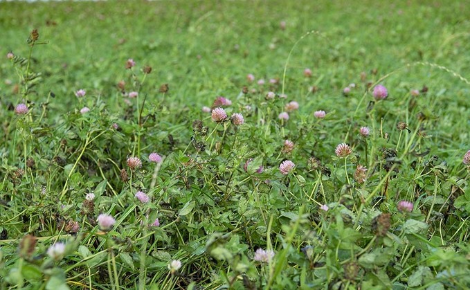 Are herbal leys worth their price tag?