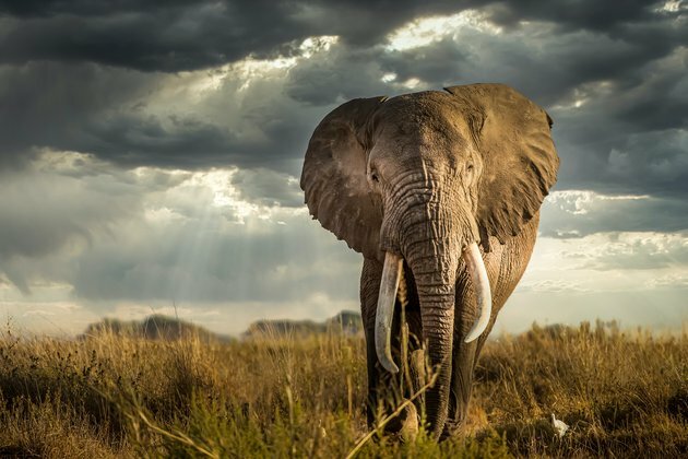 How elephants raid crops in Kenya&#039;s Masai Mara has changed. Why it matters