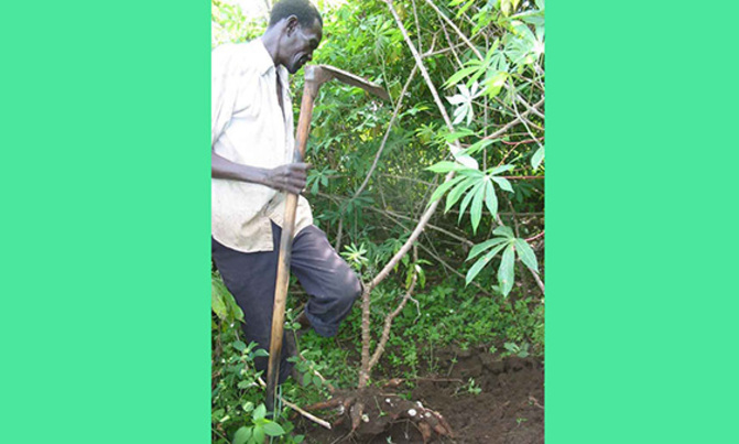 Lack of Bio safety Bill affects farmers, say researchers Lack of Bio safety Bill affects farmers, say researchers