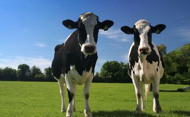 Study: Practical and financial barriers hampering beef farmers' pursuit of net zero - Vimarsana News
