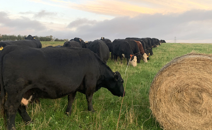 Rural crime officers confirmed the cattle had been stolen from a farm between December 9 and December 10