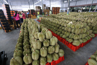 THAILAND-CHANTHABURI-DURIAN CENTER