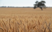 A collaboration between DPIRD and GRDC aims to to boost WA grain yields by increasing water use efficiency by over 10 per cent, and improve crop nutrient availability by refining soil re-engineering and agronomy practices. Credit: Mark Saunders. 