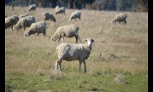  DPIRD in WA would like sheep producers to take part in a new survey. Picture Mark Saunders.